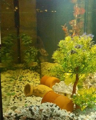 acquario con 7 pesci cicladi