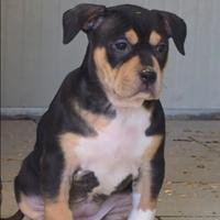 Cucciola pitbull tricolor