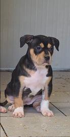 Cucciola pitbull tricolor