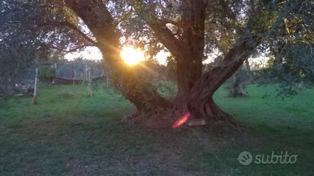 Terreno con fabbricato - Altro
