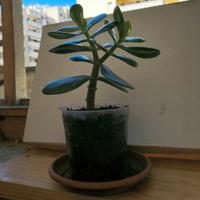 Albero di Giada /  Crassula 