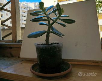 Albero di Giada /  Crassula 