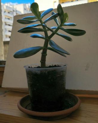 Albero di Giada /  Crassula 