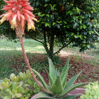 ALOE MITRIFORMIS e/o ALOE ARBORESCENS