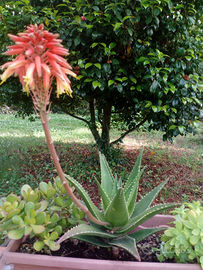 ALOE MITRIFORMIS e/o ALOE ARBORESCENS