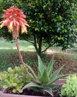 ALOE MITRIFORMIS e/o ALOE ARBORESCENS