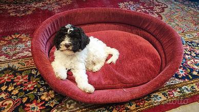 Lagotto Romagnolo maschio