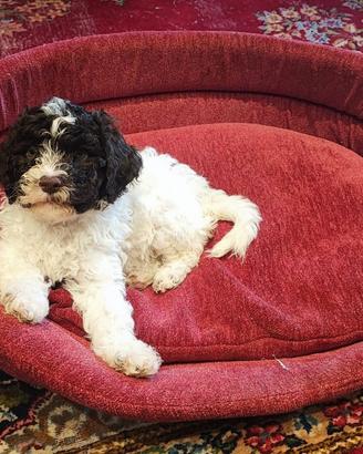 Lagotto Romagnolo maschio