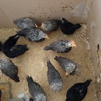 MARANS, Araucana, Oliver Egger ecc