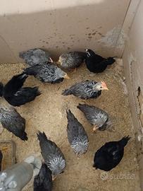 MARANS, Araucana, Oliver Egger ecc