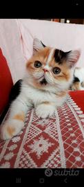 Cuccioli di exotic shorthair