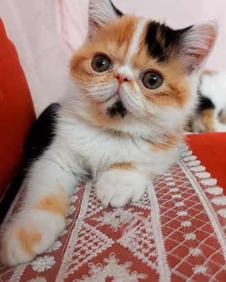 Cuccioli di exotic shorthair