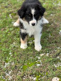 Pastore Australiano (Australian Shepherd)