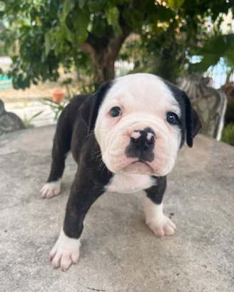 Cuccioli di American Bulldog