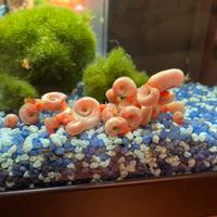 Lumache rosa Planorbarius corneus