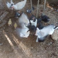 Colombe pavoncelle bianche e bianco/nere