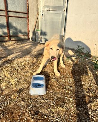 Cucciolo di 5 mesi di pastore maremmano