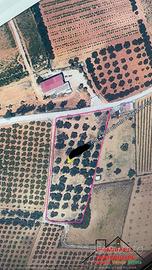 Terreno C.da Turrisi (Rif.1567)