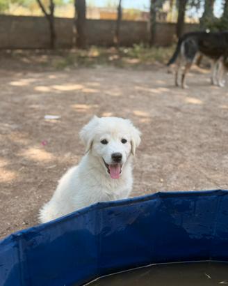 Kenia , cucciola 2 mesi in adozione