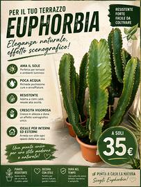EUPHORBIA ORNAMENTALE – PIANTA SCENOGRAFICA