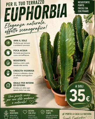EUPHORBIA ORNAMENTALE – PIANTA SCENOGRAFICA