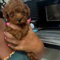 Barboncino Miny toy red brown