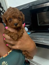 Barboncino Miny toy red brown