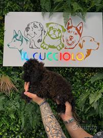 Barboncini toy colore nero femmine