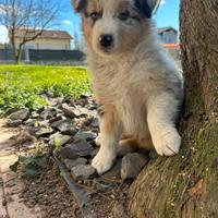 Cucciolo pastore australiano blue merle