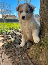 Cucciolo pastore australiano blue merle