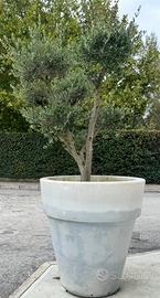 Ulivo bonsai gigante