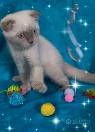 Gattina scottish fold blupoint