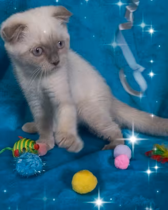 Gattina scottish fold blupoint