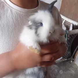 Conigli coniglietti testa di leone