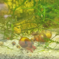Planorbis Lumaca da laghetto o acquario