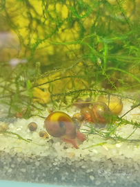 Planorbis Lumaca da laghetto o acquario