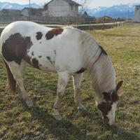 Cavallo Paint con documenti