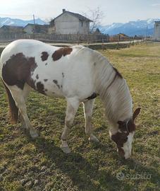 Cavallo Paint con documenti