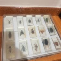 collezione insetti