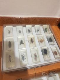 collezione insetti