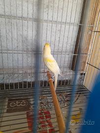 Coppia scotch