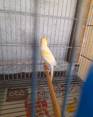 Coppia scotch