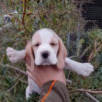 Cuccioli di Beagle