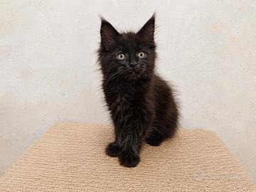Cuccioli di Maine Coon