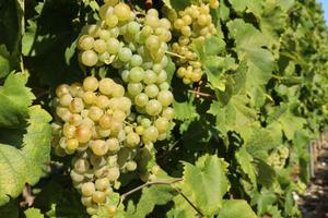 Uva da vino Malvasia 