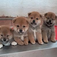 Shiba inu cuccioli