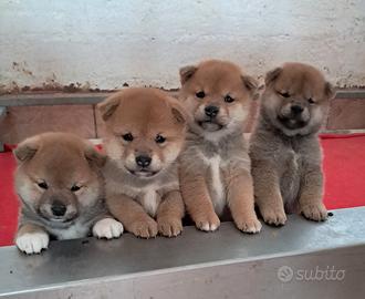 Shiba inu cuccioli