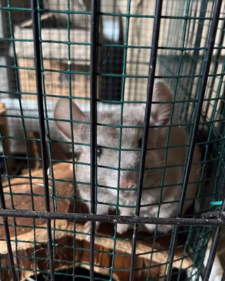 cincilla grigio
