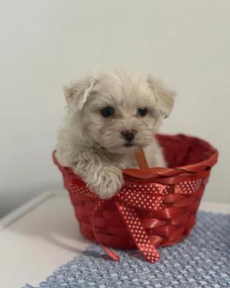 Maltipoo Maltese/Barboncino taglia nana
