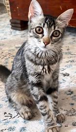 Gattina di 3 mesi